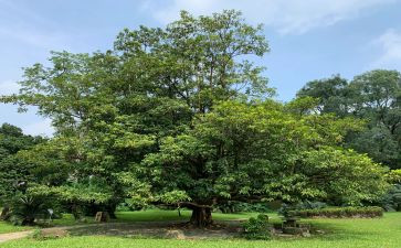 植树保护环境演讲稿7篇