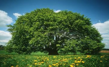 云上植树活动方案策划模板7篇