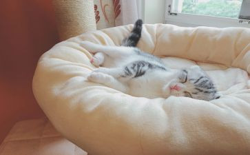 科学睡眠主题班会教案6篇