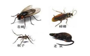 除四害的工作计划优质5篇