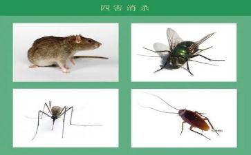 除四害的工作计划7篇
