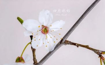四月学生会工作总结优秀5篇