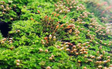 苔的读后感作文600字优秀5篇