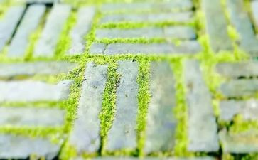 古诗苔的演讲稿6篇