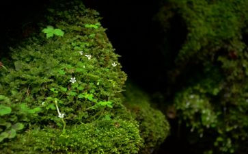 苔的读后感作文600字推荐7篇