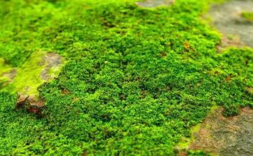 《苔》的读后感600字推荐5篇