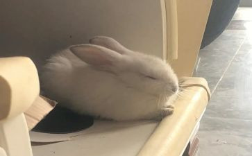 写小白兔的作文参考5篇