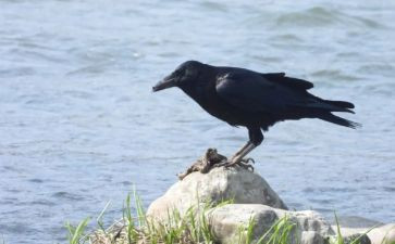 幼儿园《乌鸦喝水》教案8篇