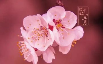 五月护士节演讲稿7篇
