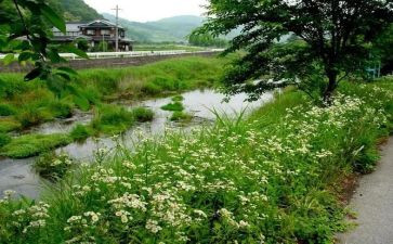 观夏调查报告模板6篇