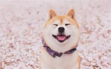 笑猫日记心得体会5篇