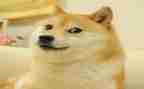 笑猫日记读后感300字5篇