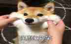作文微笑600字8篇