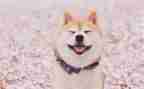 笑猫日记心得体会5篇