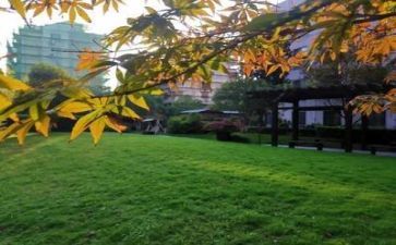 新的校园新的感受作文6篇