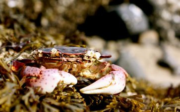 音乐小螃蟹教案8篇