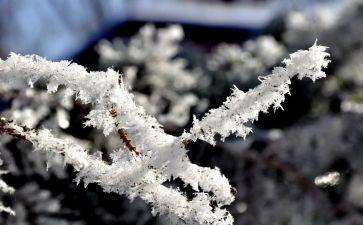 以雪为主题的作文优秀8篇