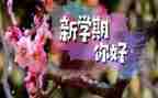 小学本学期工作总结优秀5篇