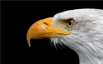 老鹰抓小鸡游戏作文5篇