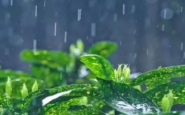 关于雨的调查报告范文7篇