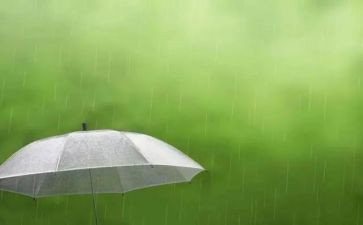 雨中的雨中的猫读后感优质6篇