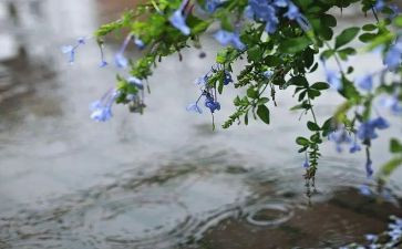 关于雨的调查报告范文模板8篇