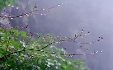 幼儿语言春雨教案5篇