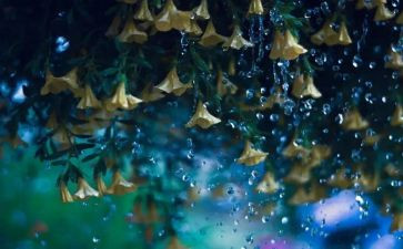 雨的作文300字优秀5篇