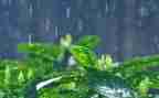 雨作文200字精选8篇
