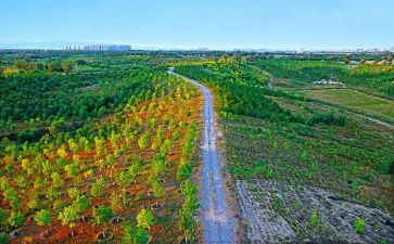 关于植树造林的演讲稿8篇