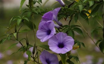 植物作文300字8篇