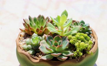 植物作文200字精选8篇