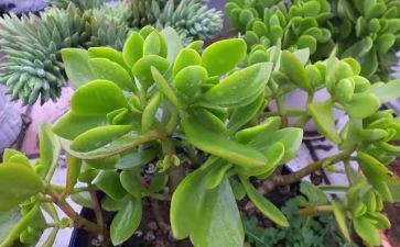 植物作文100字7篇