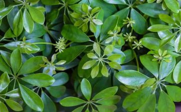 植物作文300字推荐8篇