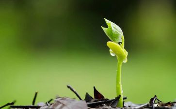 种一粒的种子作文7篇