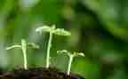 种一粒的种子作文优质7篇