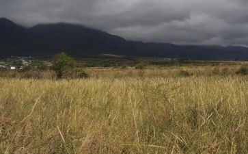 房屋租赁提前解除合同8篇